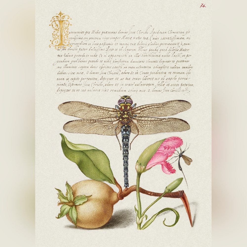 Medieval Botanical Illustration Art Print